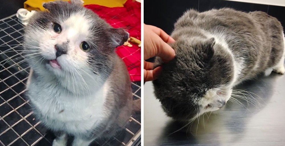 LoveMeowdotcom's tweet photo. Cat who lived most of his life as a stray, finally has his dream come true. See full story: https://t.co/7sJDnTtcrX https://t.co/GBrPFmqmWT
