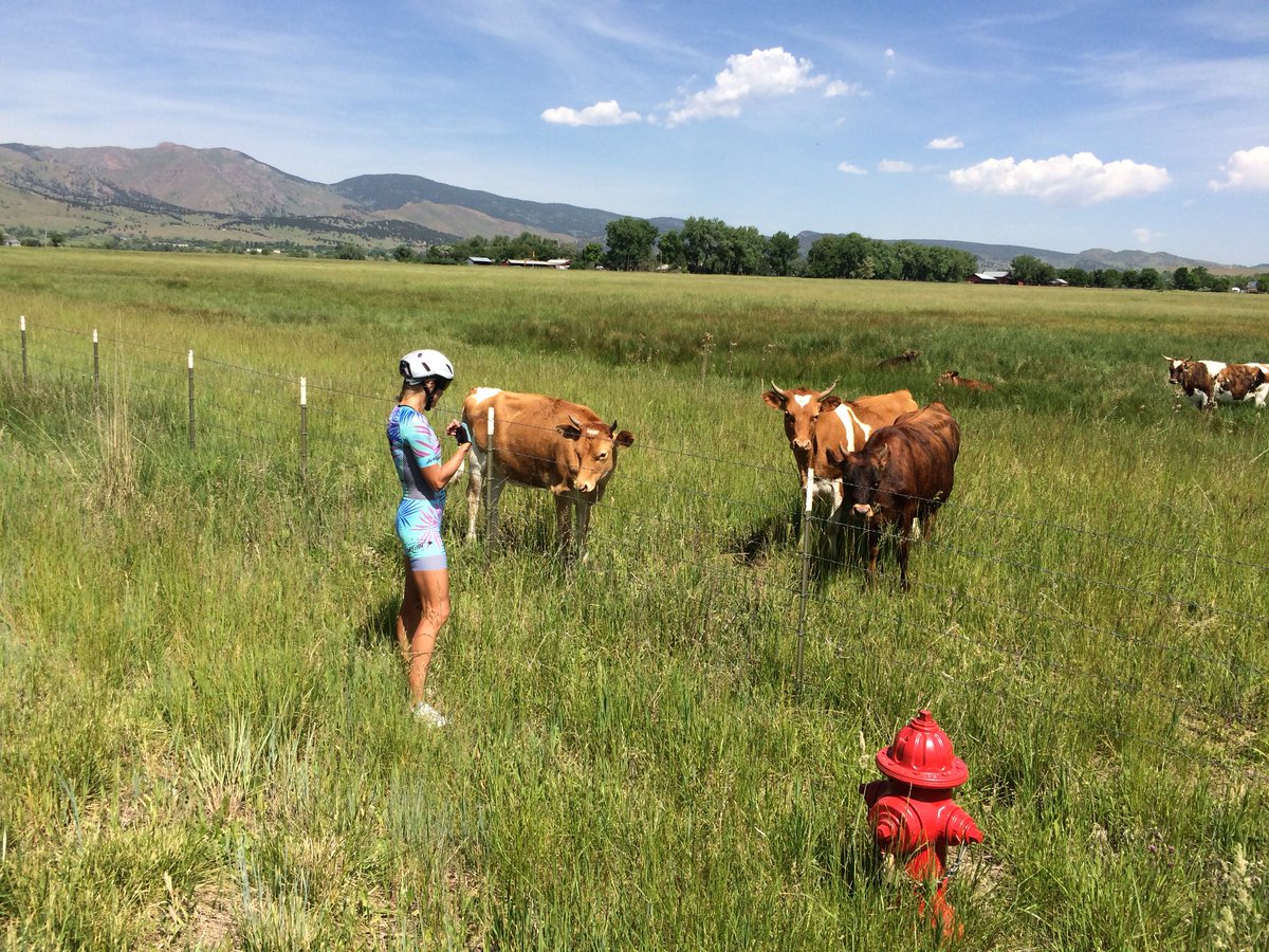 ulibromme's tweet photo. Watch for these friendly spectators on the bike course Sunday! #IMBoulder #bikecourse #happycows #friendlyyoungsters https://t.co/X4J28GZji2