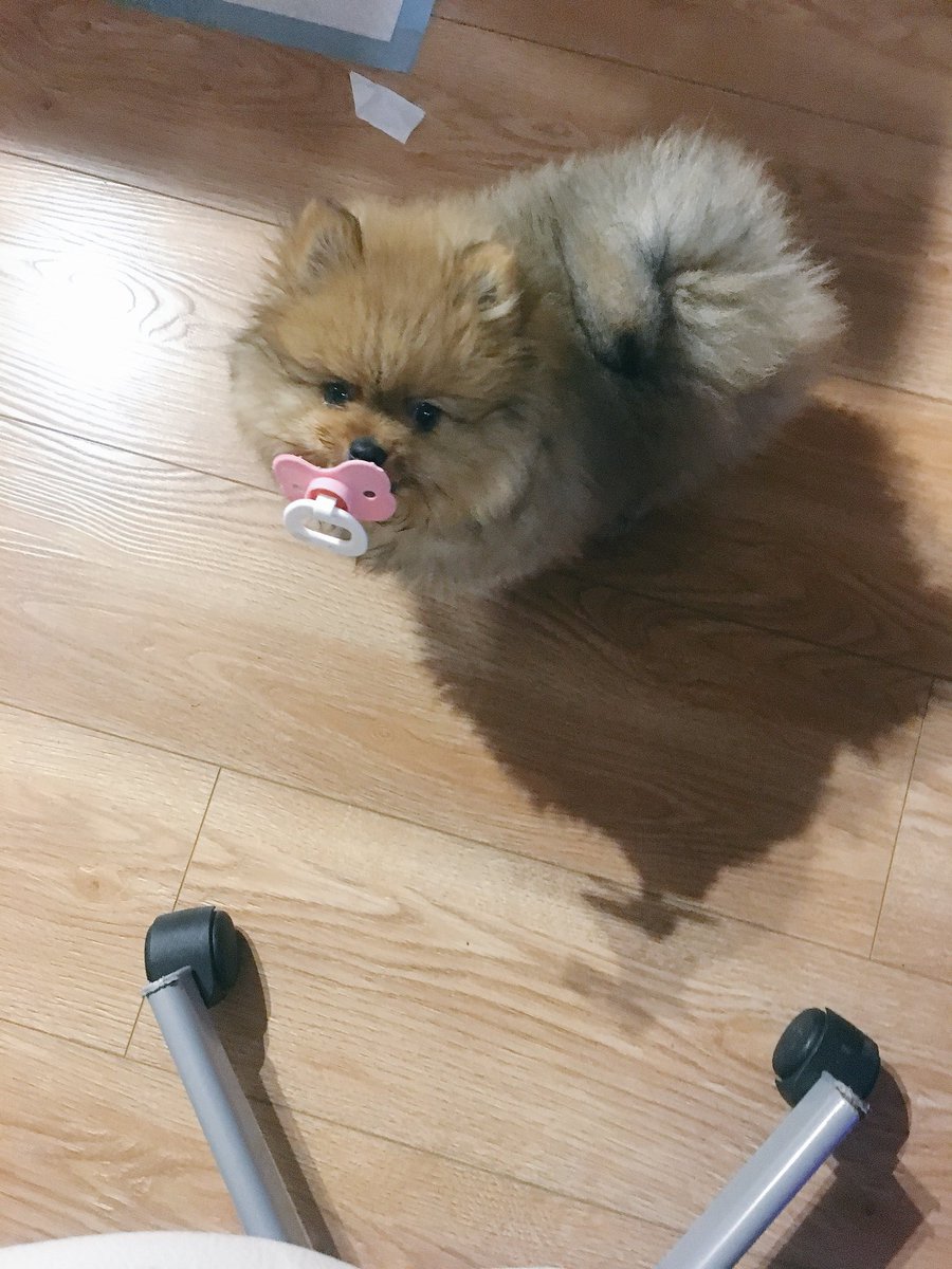 Polytanova's tweet photo. Блин забыла добавить сыну❤️😂
14 мая 2018 год https://t.co/LFGjc9kgw3