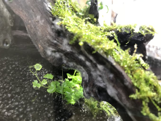 ミスト式の流木にカビが生えた カビの対処方を考える Aqua24アクアリウム