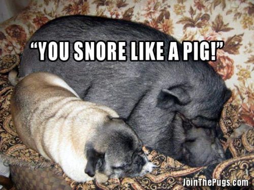 SleepDisCenter's tweet photo. I wonder why..... #lol #memes #funny #fun #humor #hilarious #memes #meme #funnymemes #pig #pug #pugs #pigs #farm #sleepy #sleeping #nap #naptime #sleepdisorder #snoring #snoringloud #loudsnoring #sleepapneaawareness #awareness #wellness #health #healthy #stopsnoring #breathing https://t.co/uBCHjzbBLJ