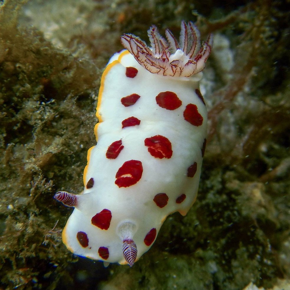 UQ News (@uq_news) on Twitter photo #UQ-led research finds sea slugs that mimic the colours of others scare off predators don't have the same chemical defences, <a href="/karen_cheney/">Karen Cheney</a> <a href="/DrAnneWinters/">Anne Winters</a> <a href="/EcoVisUQ/">Visual Ecology UQ</a>
tinyurl.com/ybgv7t9c #UQ-led research finds sea slugs that mimic the colours of others scare off predators don't have the same chemical defences, <a href="/karen_cheney/">Karen Cheney</a> <a href="/DrAnneWinters/">Anne Winters</a> <a href="/EcoVisUQ/">Visual Ecology UQ</a>
tinyurl.com/ybgv7t9c