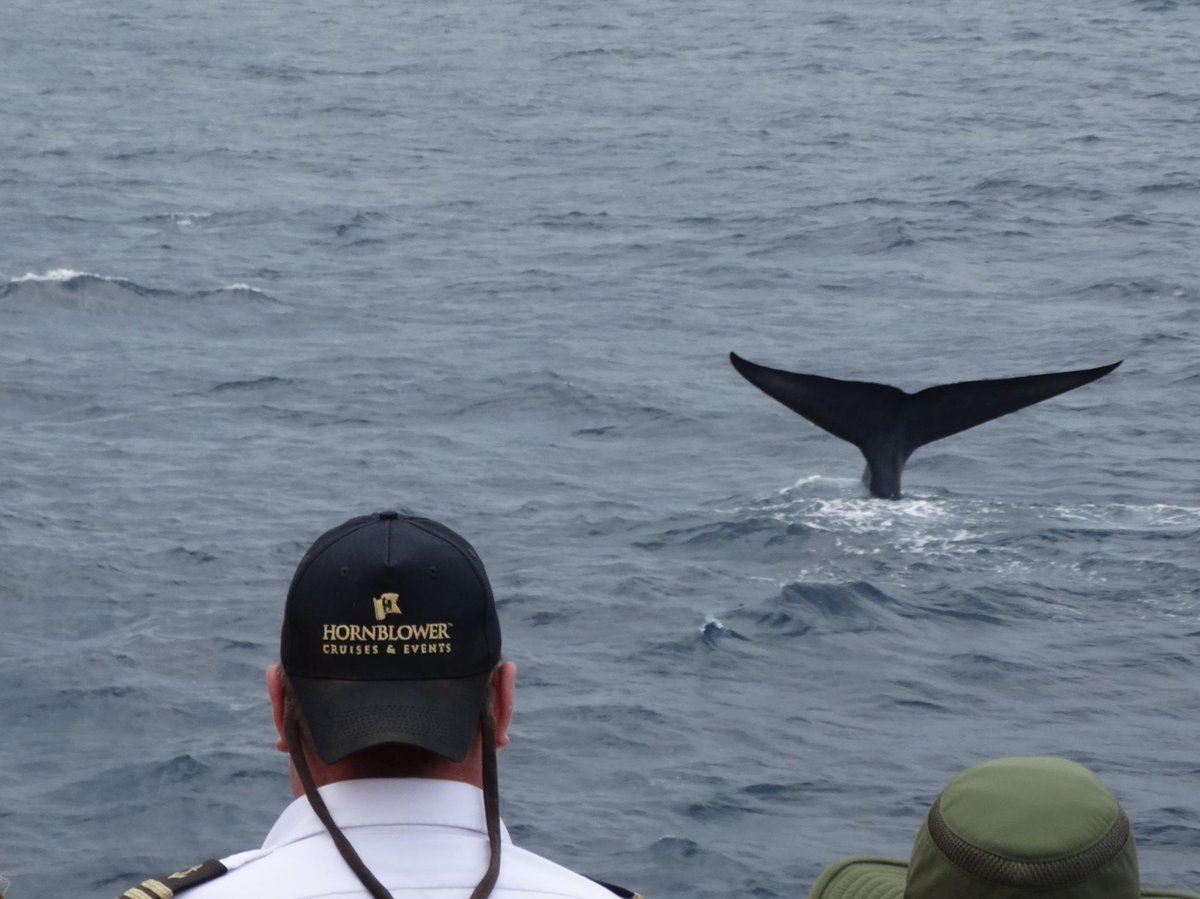 CityExperiences's tweet photo. San Diego's got the Blues! We'll be starting our Summer Blue Whale Watching Cruises on June 29. Learn more about these magnificent giants at https://t.co/eZVazHoi2D #LicensetoKrill #HornblowerSD https://t.co/b1mygAR6Ot
