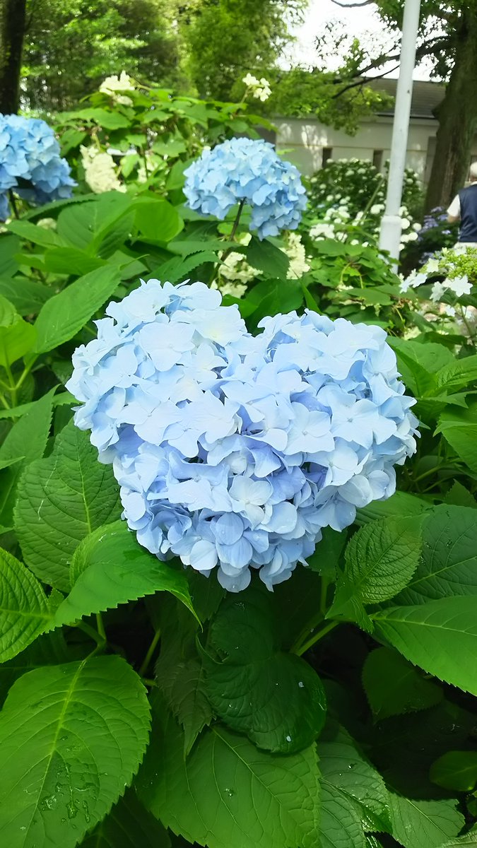 御裳神社の手水舎に浮かぶ紫陽花 2ページ目 Togetter