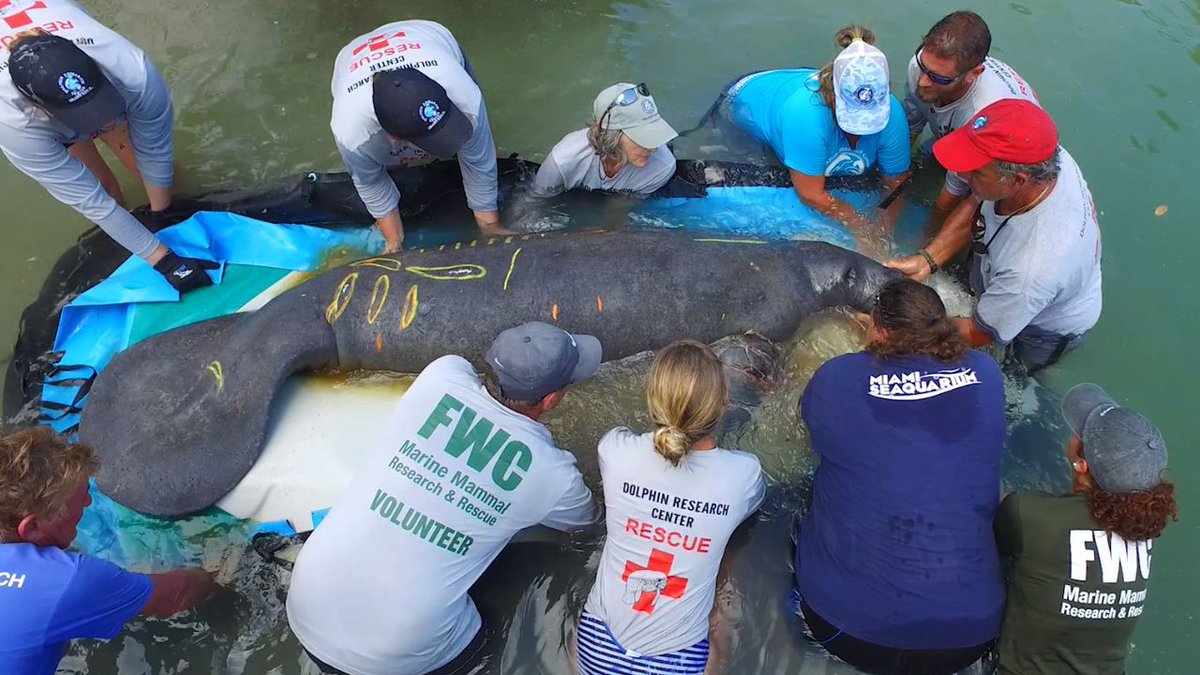 Manatee back into the wild just hours after rescue in Florida Keys bit.ly/2Lu0U44 https://t.co/jy7QLiajjE