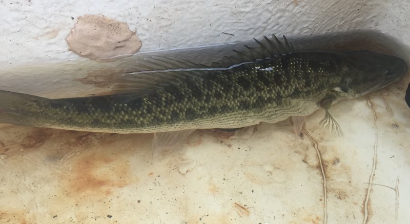 NGTO fearless leader <a href="/TheSwampAngel/">Marc Tullis</a> take a break from the raging #chattahoochee river for a  #Lanier slam. 

#bassfishing #bass #crappie #catfish #fishing #fisherman #catchandrelease #рыбалка #angling #tightlines #northgeorgia