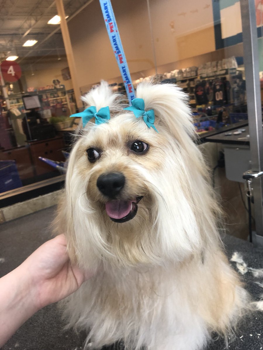 Brickyard Petsmart tweet media