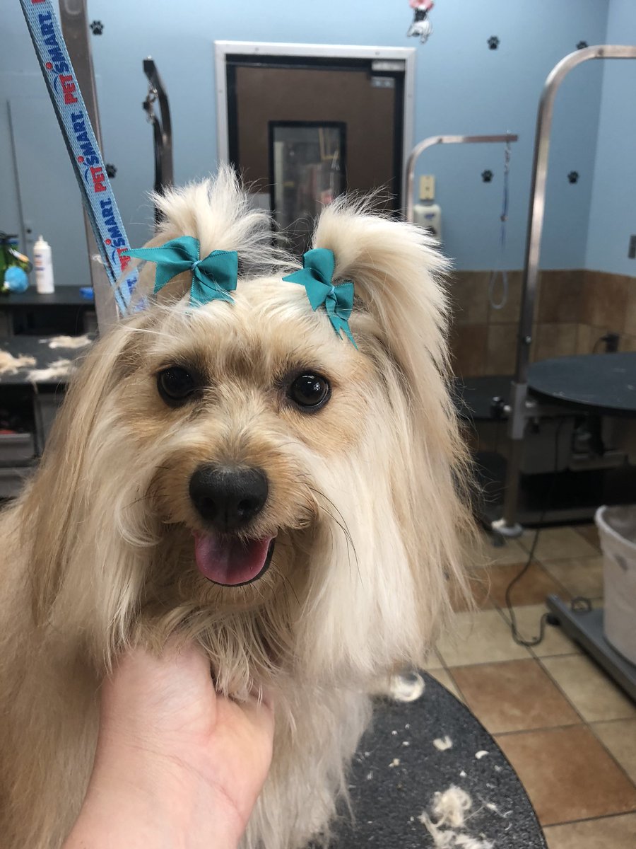 Brickyard Petsmart tweet media