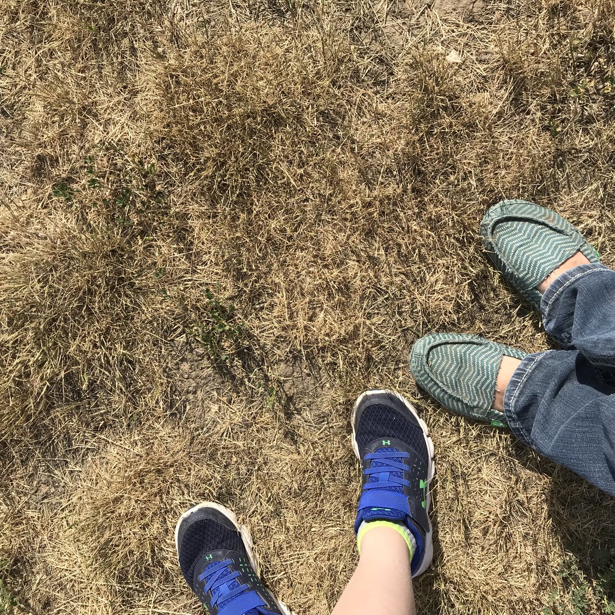 tara_m_davidson's tweet photo. What will o do with all the spare time I’ll have not mowing my lawn this year? #skwx #palliserprobs #pallisersolution #spottydrought #isthatevenatag? https://t.co/cZnu2EMLg4