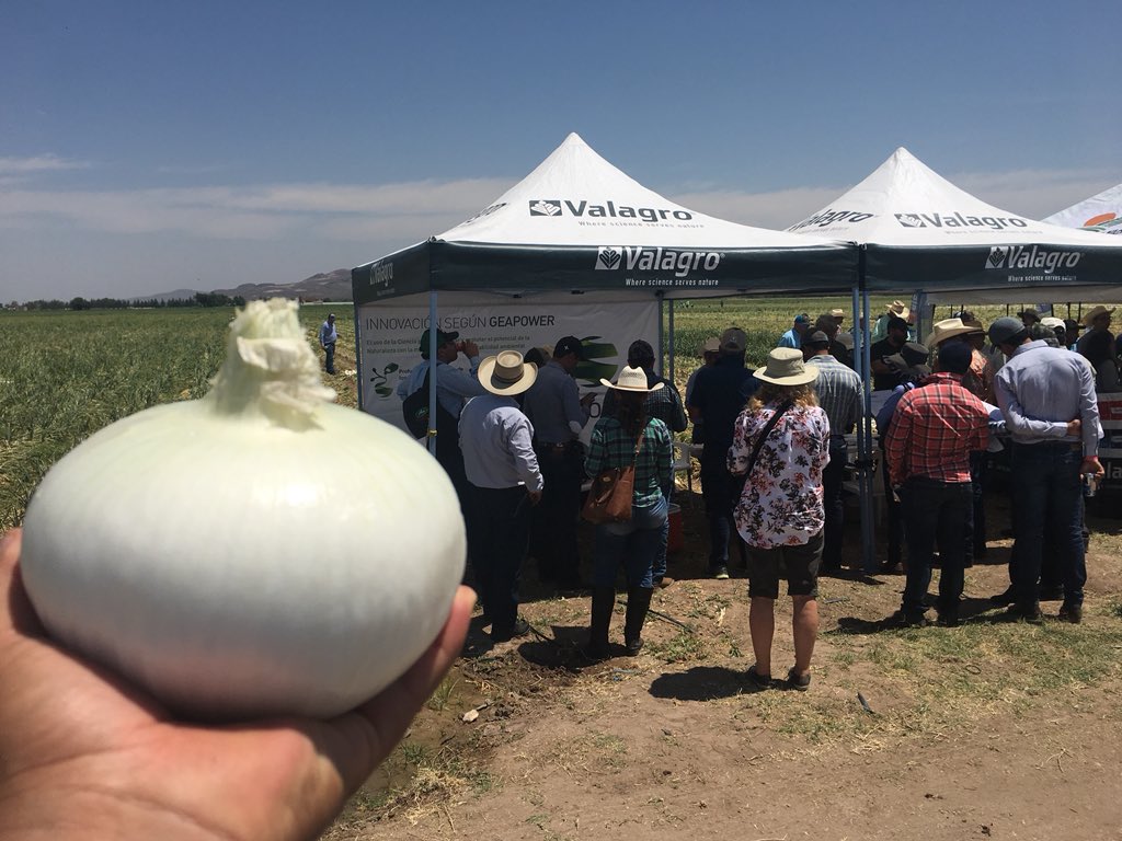 EdgarPeSe's tweet photo. Excelente #DemoField #6ºCongresodeCebollas2018 #Bioestimulacion #Valagro por @HECTORCRUZS1 & #TeamNorte #Onion #Cebolla 🌰 ElMejorResultado @fherrer87012303 @SnbJoaquin @SaBorbolla https://t.co/9jMNzu1jBU