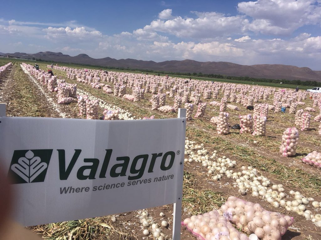 EdgarPeSe's tweet photo. Excelente #DemoField #6ºCongresodeCebollas2018 #Bioestimulacion #Valagro por @HECTORCRUZS1 & #TeamNorte #Onion #Cebolla 🌰 ElMejorResultado @fherrer87012303 @SnbJoaquin @SaBorbolla https://t.co/9jMNzu1jBU
