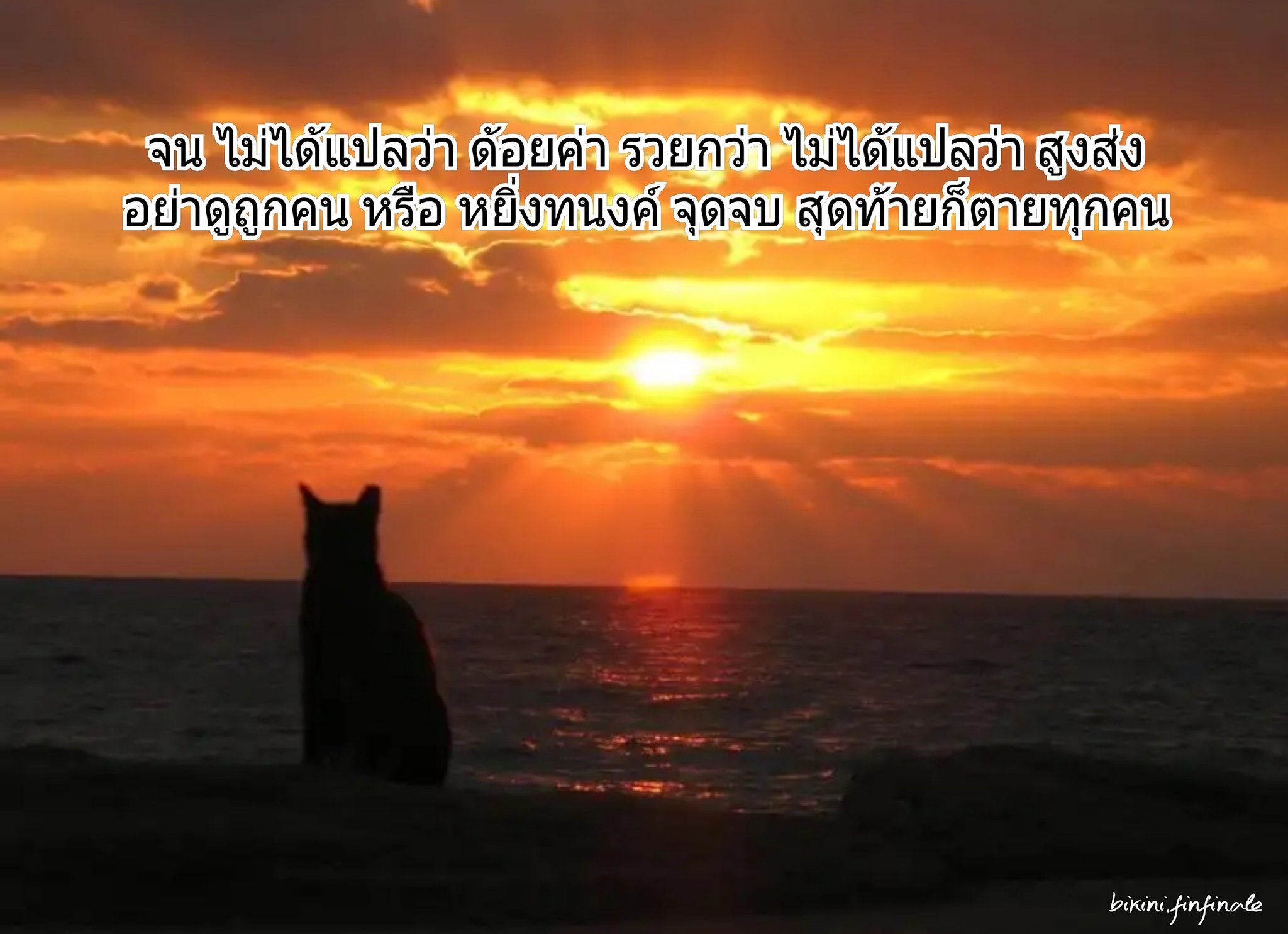 Котята на закате