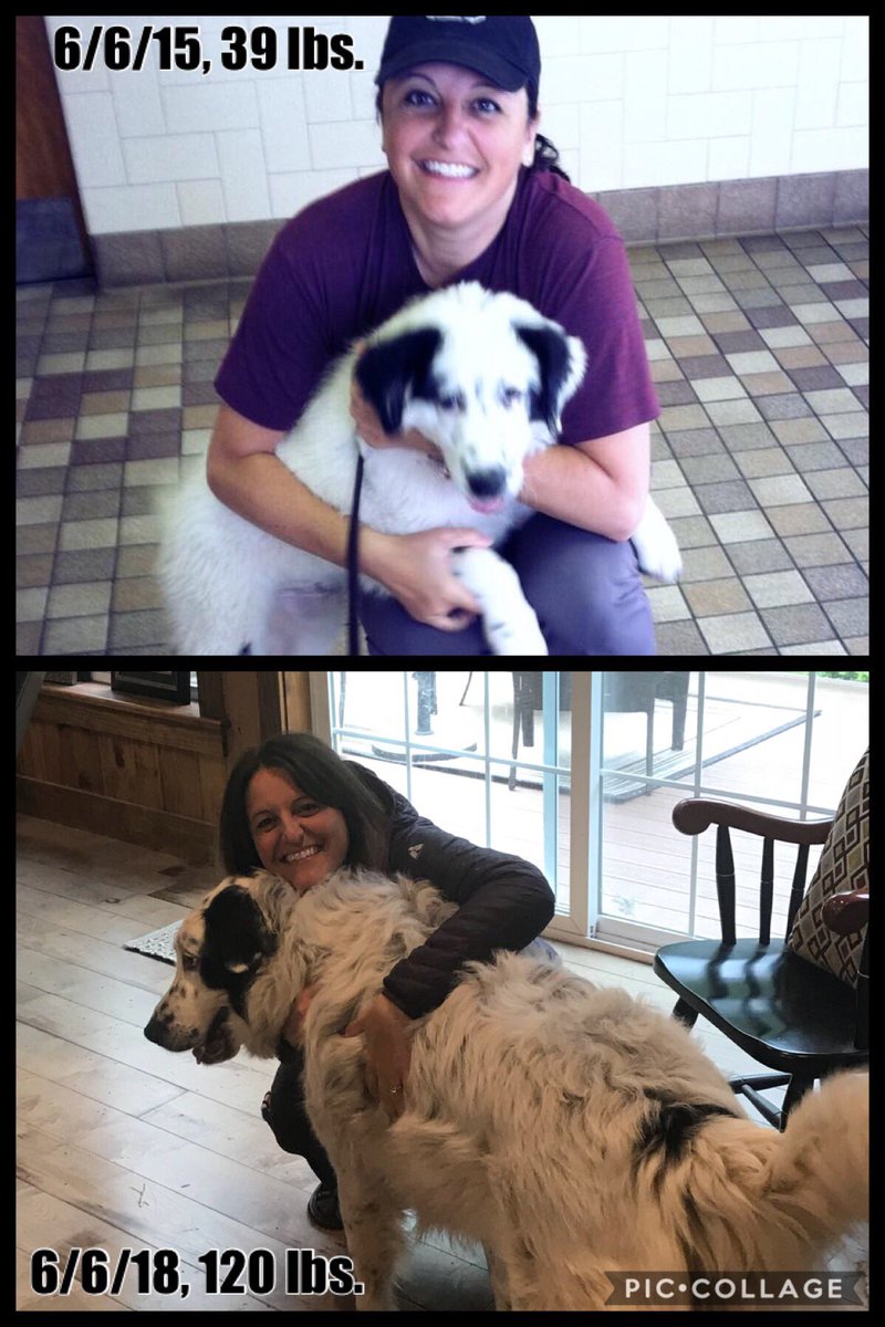 KatoGP's tweet photo. How times have changed! She always wants to pose for pictures, but I’m over it. Especially today. 🙄 @KristaBower411 https://t.co/zJd33hw0Rd