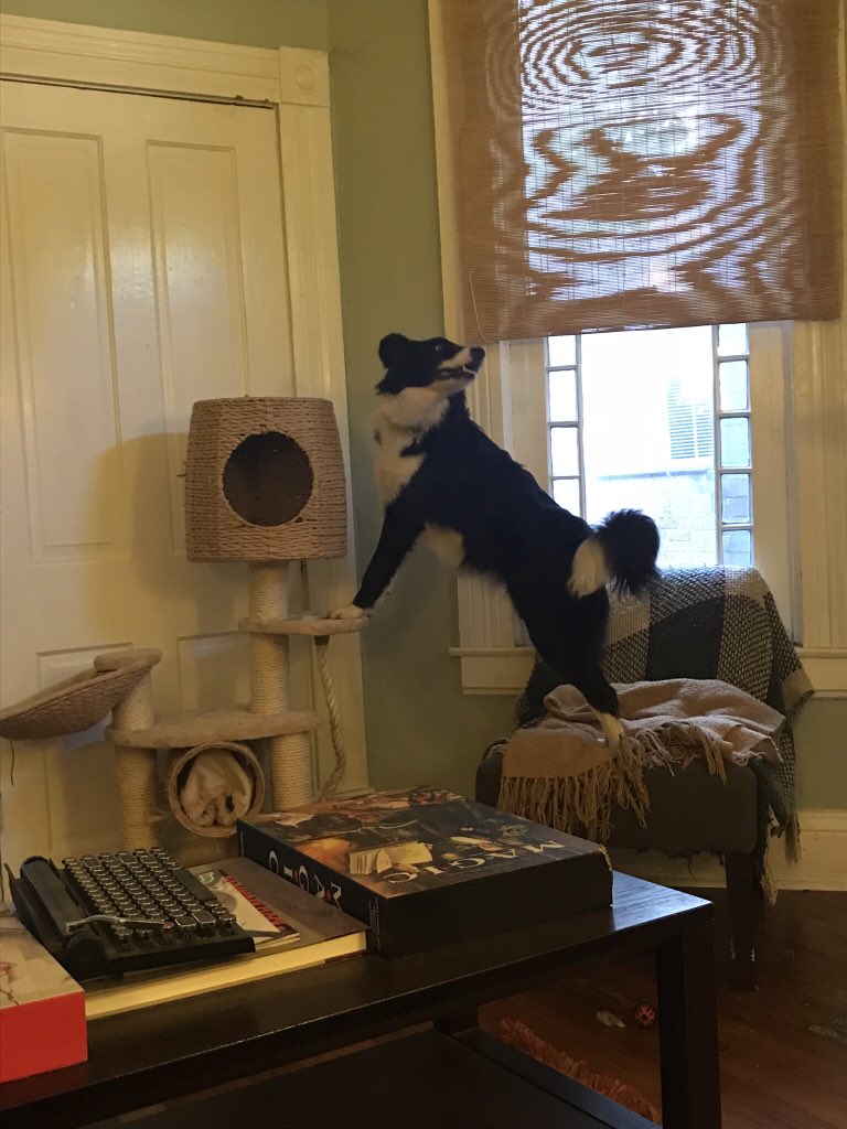 Gwenda's tweet photo. So my ringtone is “noir” because of course it is and I just discovered that Sally the Dog will whine mimic it if I’m not in the room #dogtective https://t.co/e72BIuOtQC