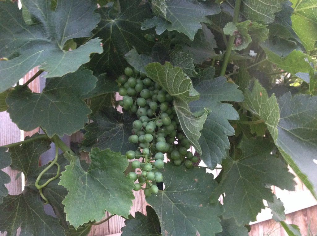 hixsona's tweet photo. @bolenvineyards @halesbells82 @BASFAgProducts Got a few grapes hanging in there through all the heat.  #backyardvineyard https://t.co/7lzP6LThys