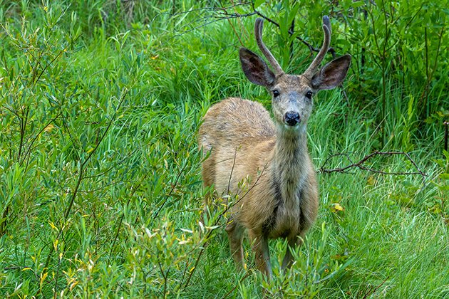 Texas to test #MuleDeer #antler restrictions starting this fall. bit.ly/2xLPsPf by <a href="/TheBigGameHunt/">BigGameHuntingBlog</a> #hunting