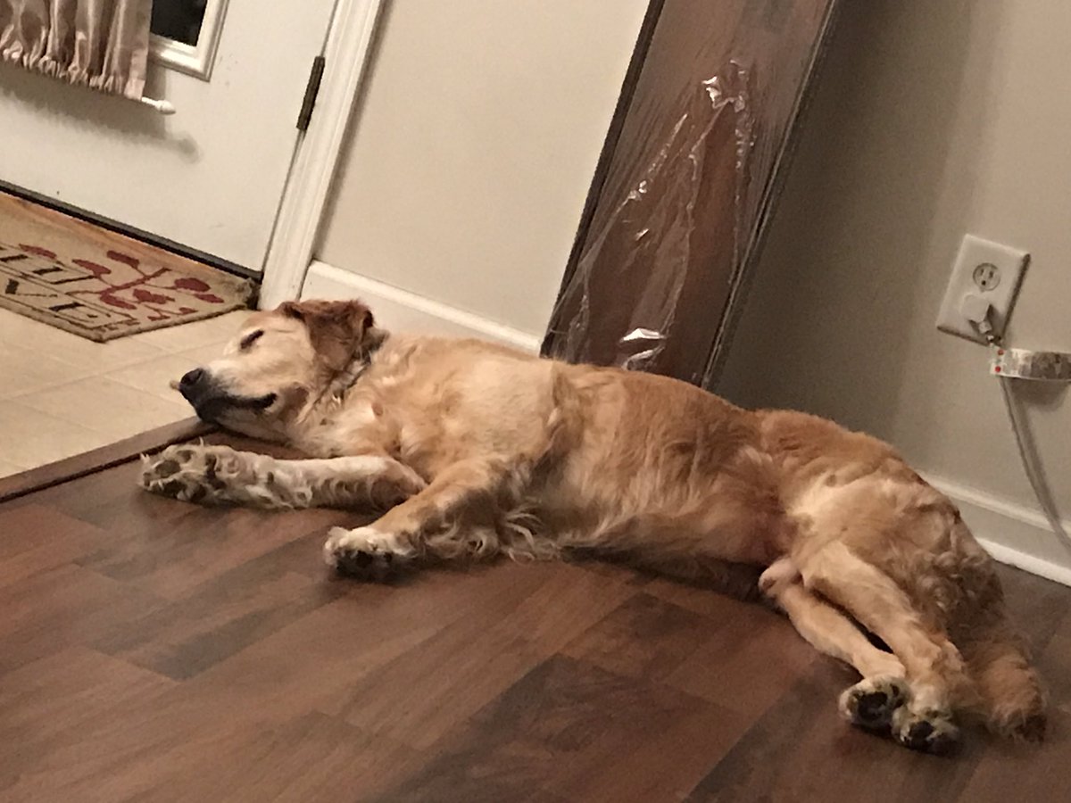 DavidKouvas's tweet photo. Dog sitting for friends while on vacation. He's a little worn out tonight https://t.co/AToDZBdgJU
