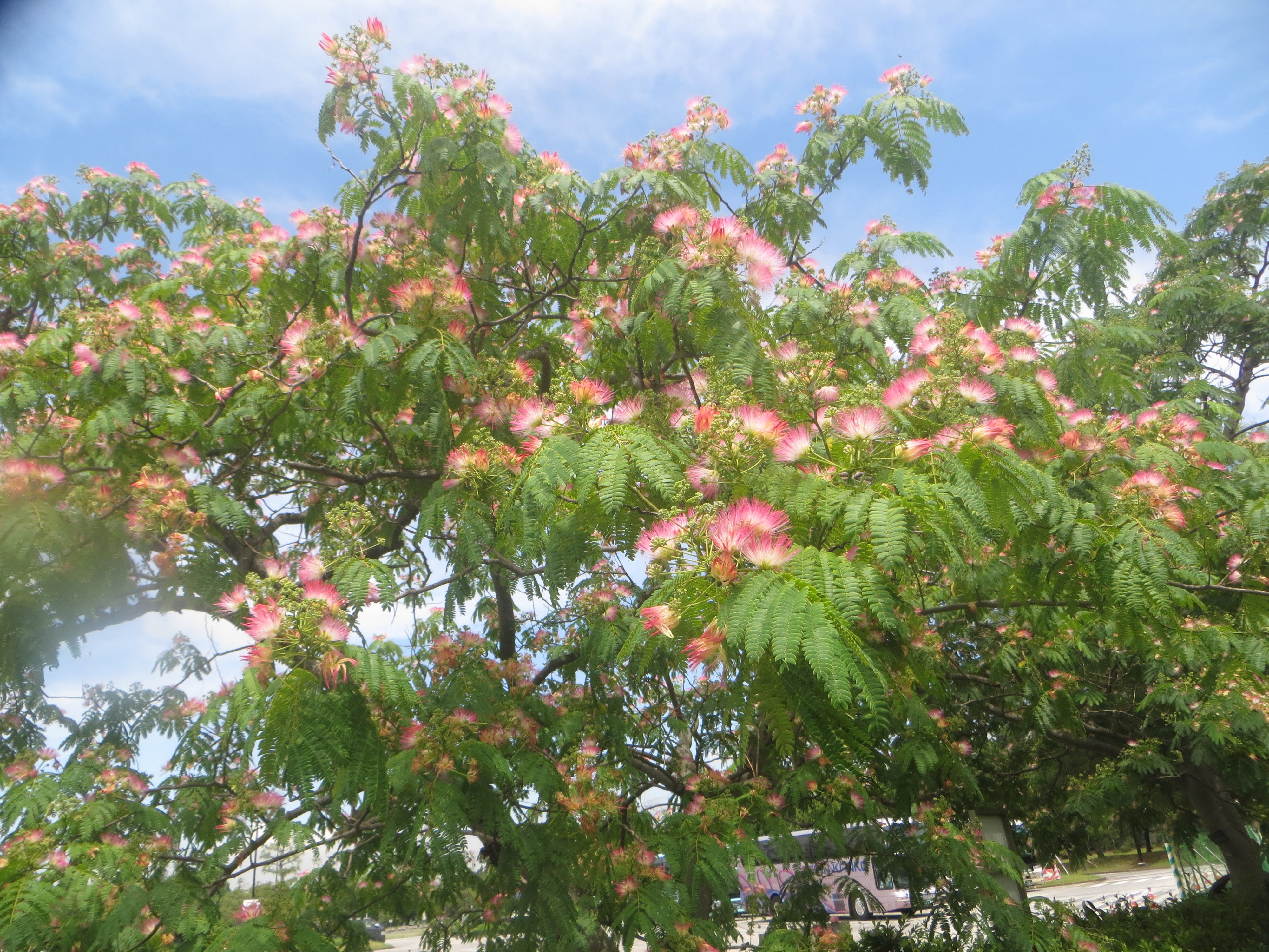 都立葛西臨海公園 Su Twitter 梅雨の谷間で晴れているせいでしょうか 第一駐車場事務所近くでネムノキの花が咲いています 花言葉は歓喜で 夏の 季語です T Co Whbf9rgdiy Twitter