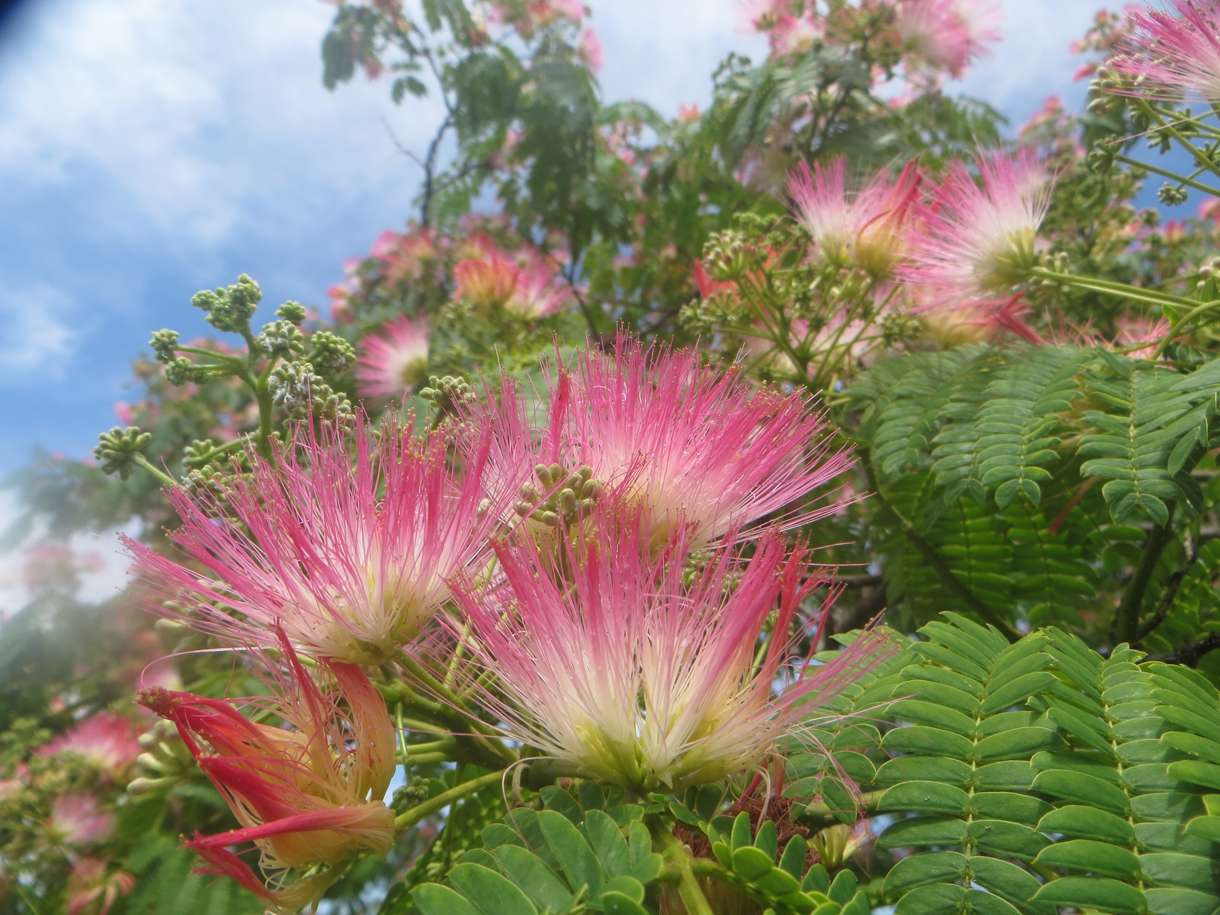 都立葛西臨海公園 Su Twitter 梅雨の谷間で晴れているせいでしょうか 第一駐車場事務所近くでネムノキの花が咲いています 花言葉は歓喜で 夏の 季語です T Co Whbf9rgdiy Twitter