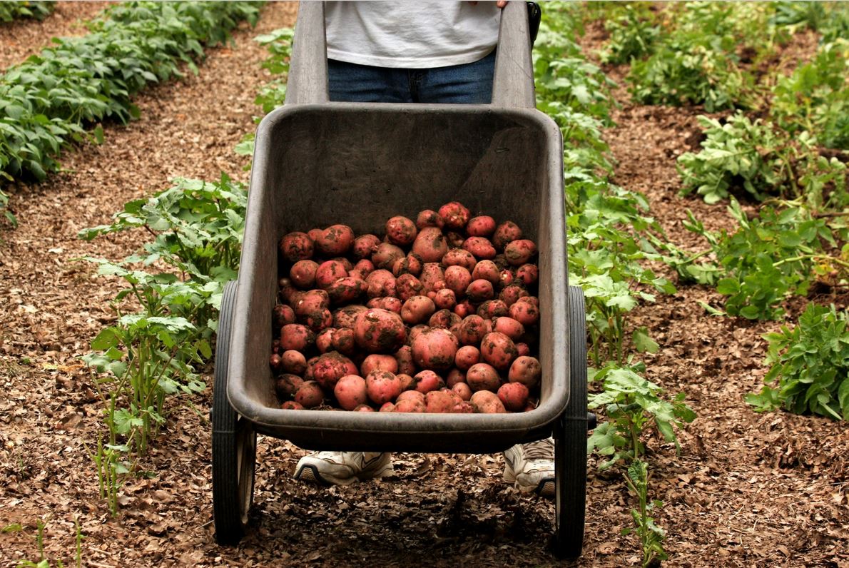 Potatoes stock photo. Image of plantation, husbandry - 52531236