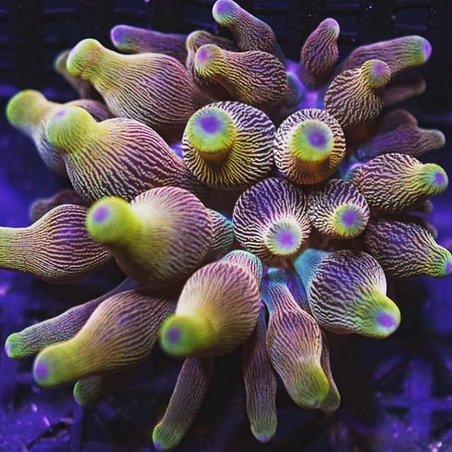 PolypLab's tweet photo. New exciting stuff @ther33frack, be sure to check out the cool auction formats and things they are doing on Facebook! #polyplab #polyplabccc 🔥🖤🔥 https://t.co/hv2NH3F7ez https://t.co/4zZPLWuWJI
