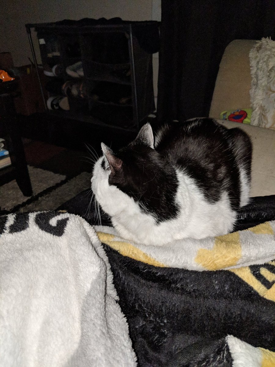 Jackie_103084's tweet image. You know @CodeBlackCBS is a great show when your cat watches too #CODEBLACK #SaveCodeBlack #Storm #CatsofTwitter #CodeBlackBondingTime
