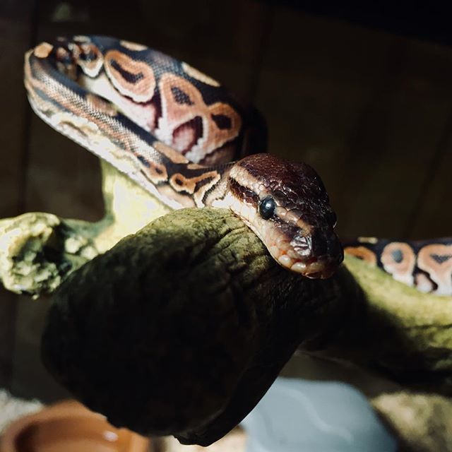 djesonis's tweet image. May your sleep slither.... #ballpythonsofinstagram #cinnimonballpython ift.tt/2M4Byei