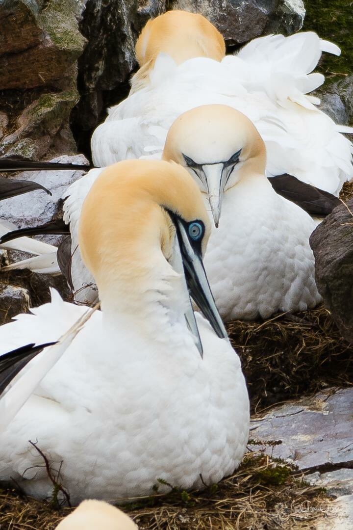 11glasspets's tweet photo. Gannet grooming #wildlife #bird #Newfoundland https://t.co/gRS27AC1DT