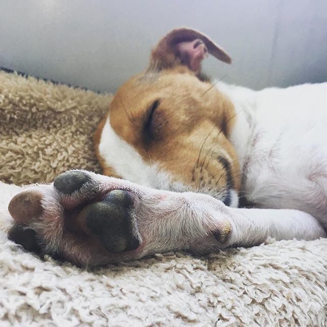 Nova_Kepler's tweet photo. Sleep baby sleep 💤 #sleep #naptime #naps #siesta #puppynap #puppypaws #dog #dogsofinstagram #dogs #puppy #puppylove #jackrussell #jackrussellterrier #instadog #dogoftheday #puppiesofinstagram #puppygram #puppylife #dogdrive #pups #jackrussellsofinsta… https://t.co/YbVfwlwEmK https://t.co/KNZSDrbusR