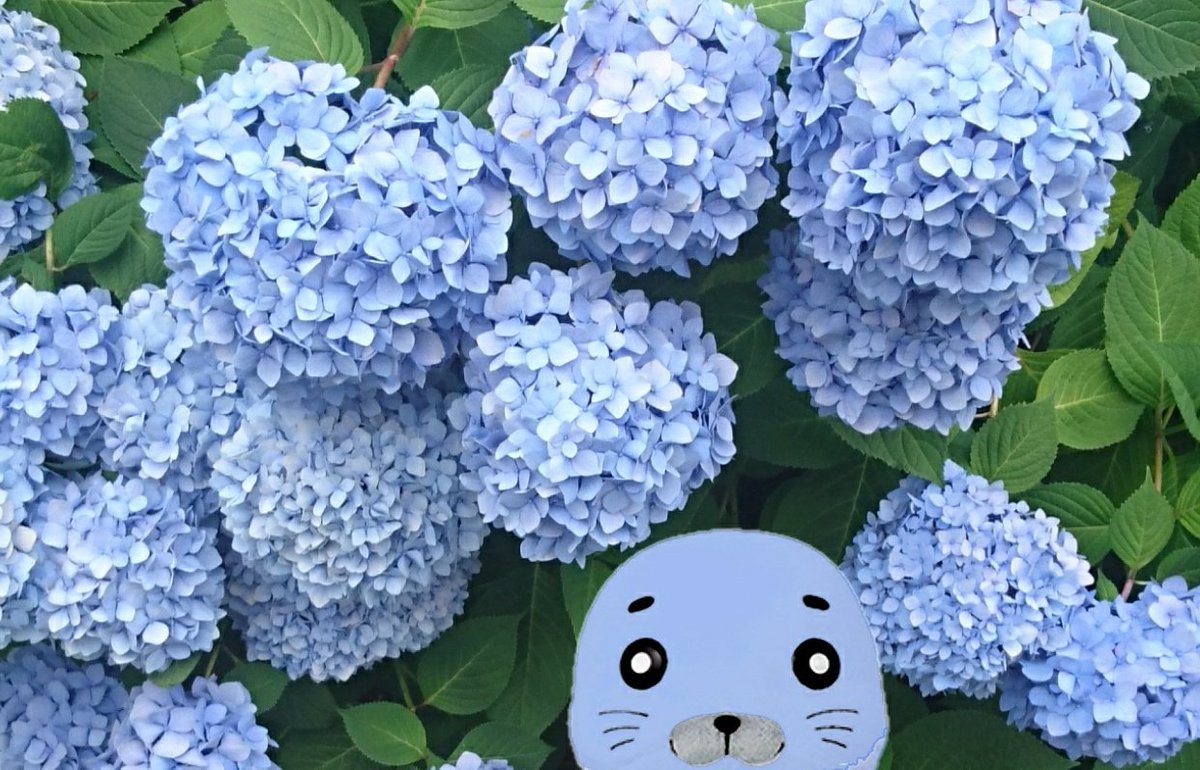 50 素晴らしい紫陽花 酸性 アルカリ性 すべての美しい花の画像 50 素晴らしい紫陽花 酸性 アルカリ性 すべての美しい花の画像