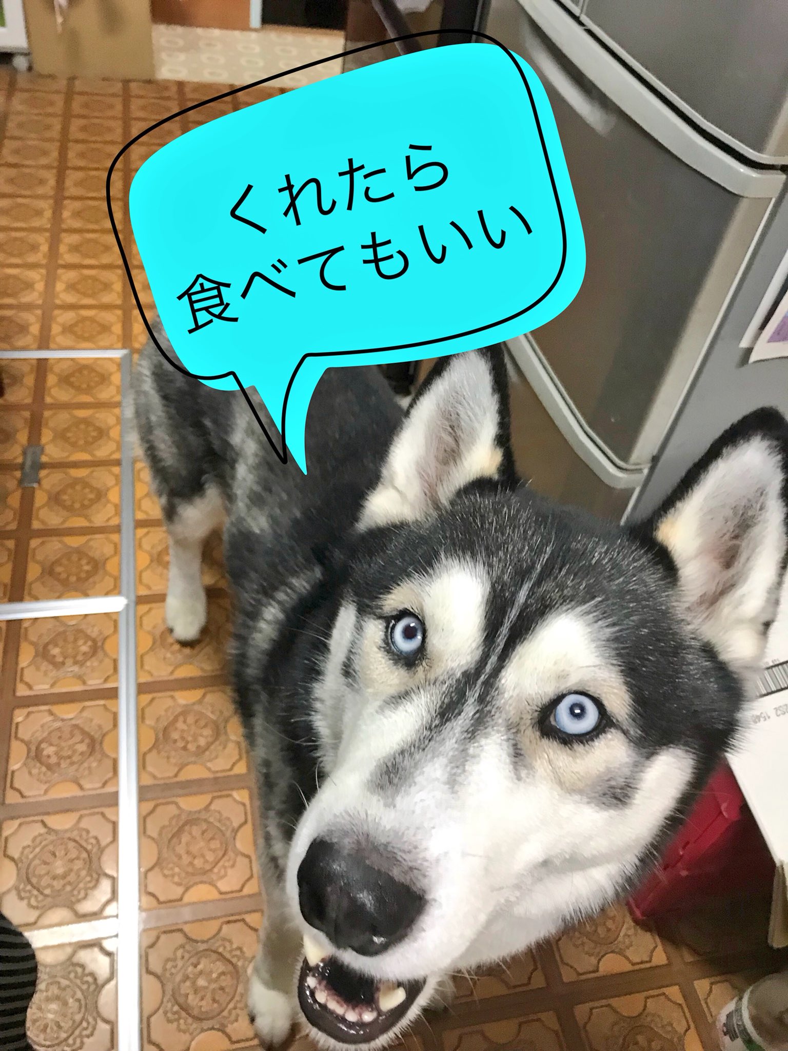 動物のお医者さんの台詞を淡々とツイートする見た人もやる Twitter Search Twitter