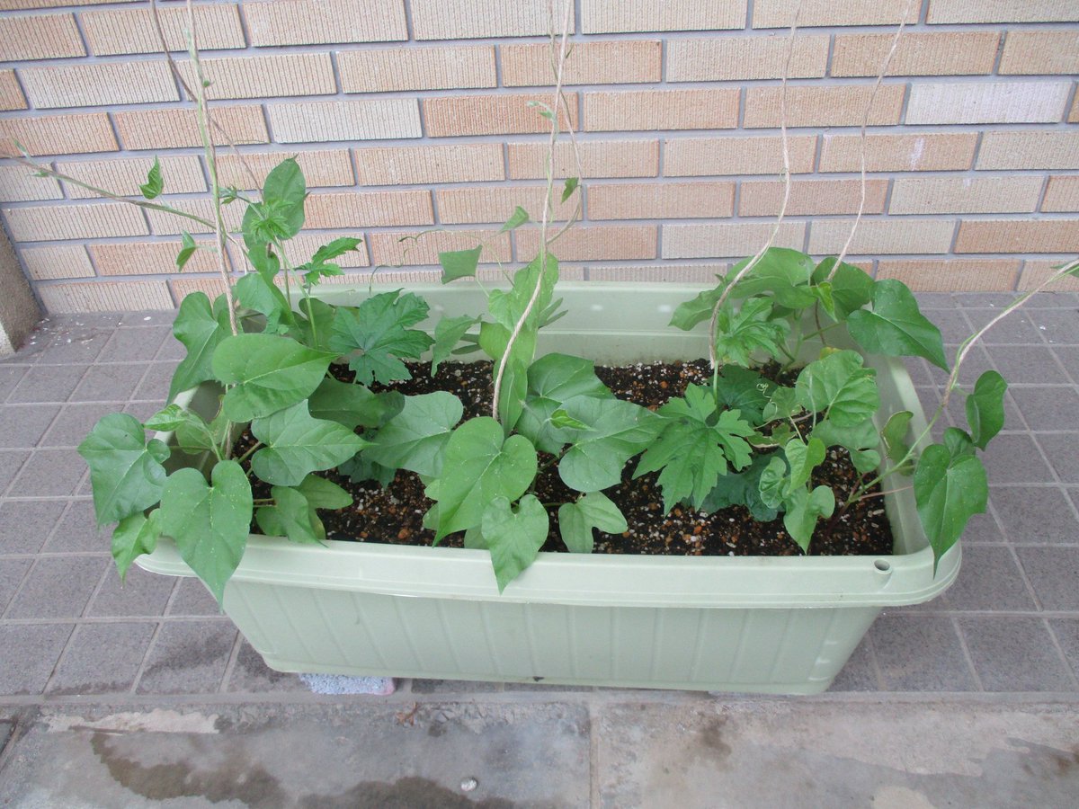 鶴ヶ島市立図書館 つるがしまとしょかん 緑のカーテン観察日記 正面玄関横に 緑のカーテン となる苗を植えてから１週間がたちました 小さい苗からツタがのびて順調に育っています 中央図書館 に来たときは是非見てみてください グリーン