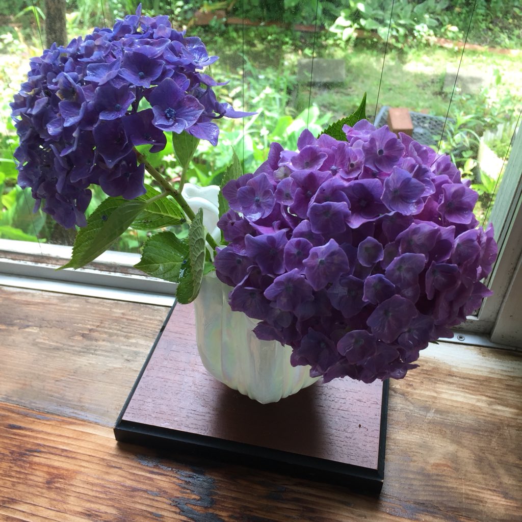 Masashi على تويتر 花瓶に挿した紫陽花 Hydrangea In A Vase 紫陽花 あじさい アジサイ 紫色の紫陽花 花 紫色の花 花瓶 6月 梅雨 蒸し暑い Hydrangea Hydrangeas Purplehydrangea Flower Flowers Purpleflowers Vase June Rainyseason Muggy