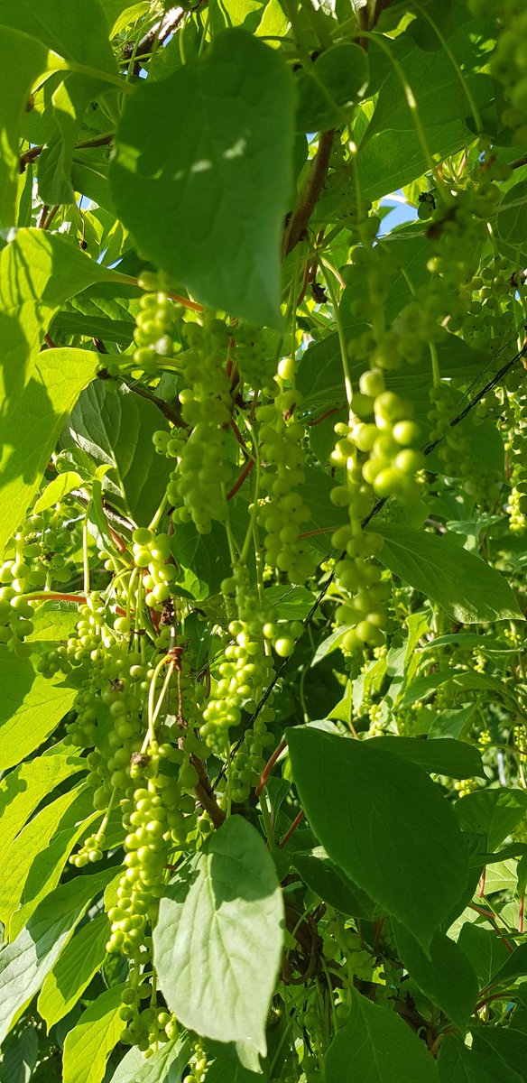 봄날치고는 뜨거운 기온..
궁시렁 대지도 않고
제 할일만 묵묵히 한다...
푸른잎은 무언가를 열심히  만들어
한알 한알 골고루 그무언가를 보낸다
그래서 그알들은 
충실하게 완성을 이루어 간다..

       ( 눈에 보이지 않아도 알수 있다)