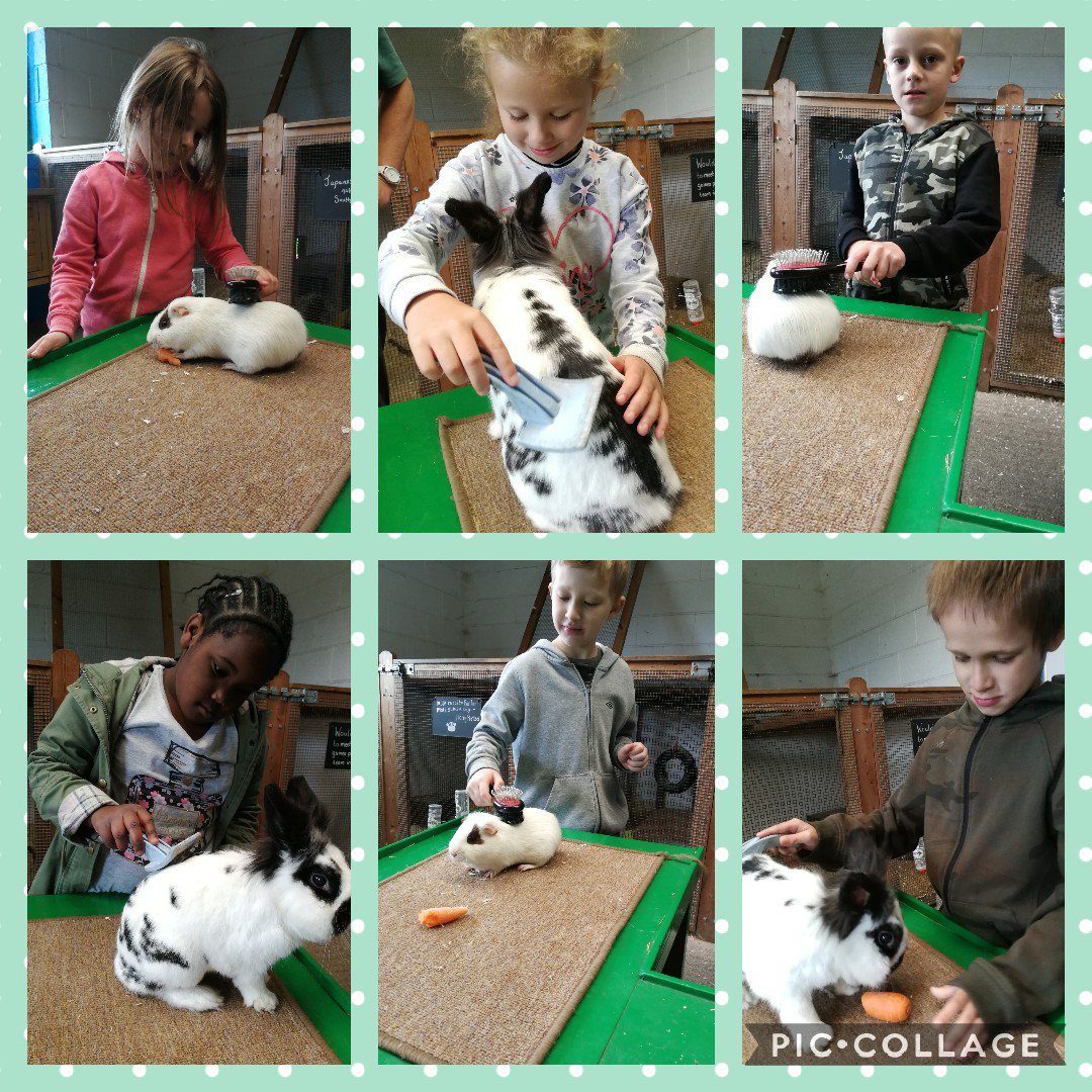 Y2Stradbroke's tweet photo. @StradbrokePri Grooming Time!! #WhirlowHallFarm https://t.co/RkL0IglZMm