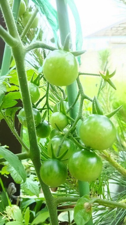 みるくtea V Twitter ミニトマトも間引いた方が良いのかなぁ 家庭菜園 ミニトマト トマト 摘果 間引き