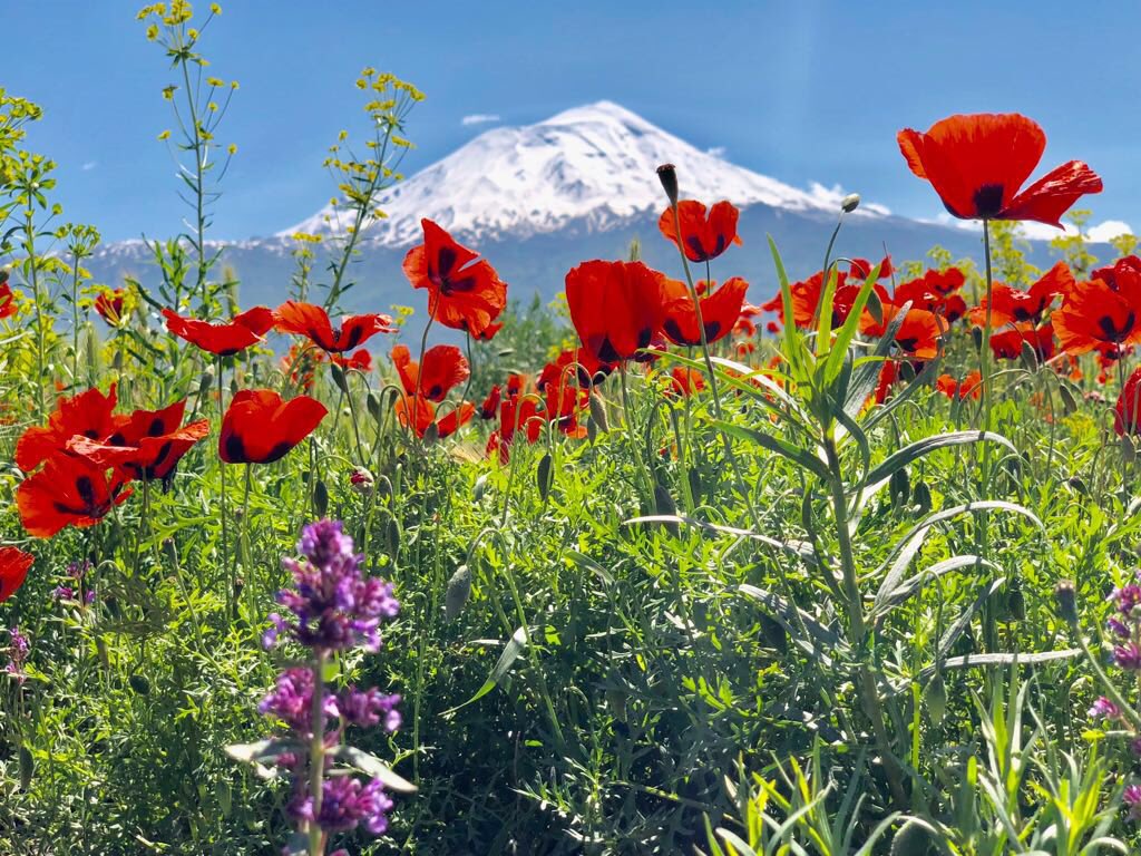 SavciSayan's tweet photo. Dağlarına bahar gelmiş memleketimin...
Bahar ile birlikte Ağrı Dağı ve yaylarının güzelliği insanı mest ediyor..
Kan ve gözyaşı bu güzelim manzarayı hep gölgede bıraktı.
Allah sebep olanları islah etsin..
Çiçekler kadar güzel olan kardeşliğimiz baki kalsın... https://t.co/0LPtRYPjKC