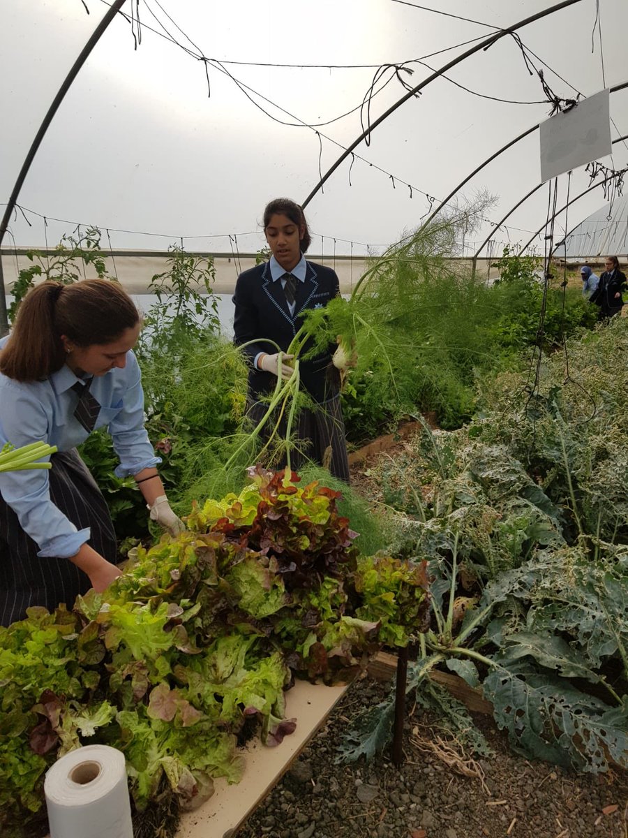 AmityCollegeAU's tweet photo. Harvesting season for Amity farm. Year 7 farm club students are picking and packing red oak lettuce and fennel #freshproduce #amityfarm #organic #extracurricular #amitycollege https://t.co/1keisPDKp9