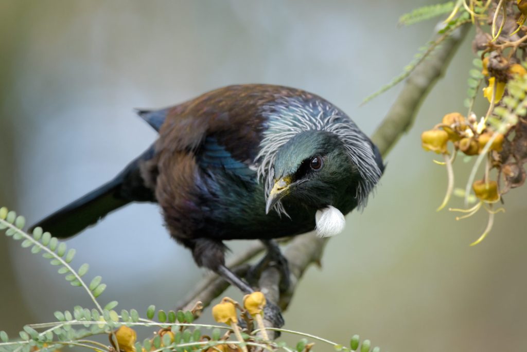La Nouvelle-Zélande est riche d'oiseaux endémiques, et nous avons déjà pu en croiser certains lors de nos balades. On vous les présente sur le blog ! #focus #oiseaux #nature #randonnée #newzealand #pvt #pvtistes aurevoircocon.com/index.php/2018…