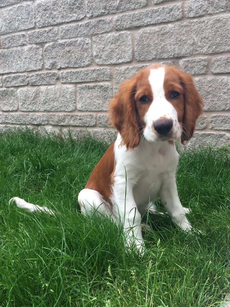 TailsNTrails_'s tweet photo. Meet the newest client of #TegansTailsNTrails Bryn the Welsh Springer 😍🐾💙 #dogwalker #dogwalking #PuppyPopIn #PuppySlouch https://t.co/Ok6lN5el5m