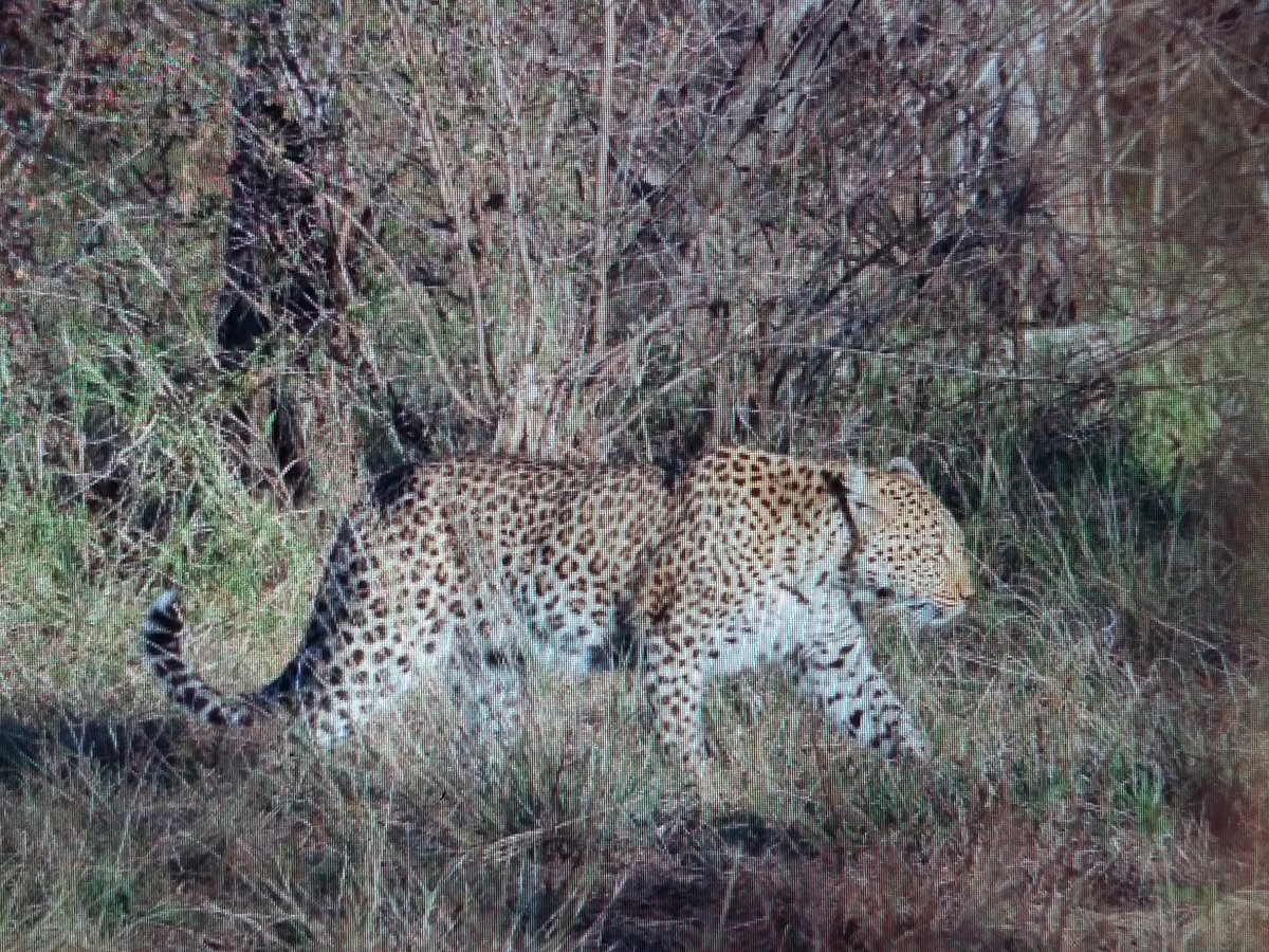 WildWingSafaris's tweet photo. Finally broke my leopard drought. https://t.co/ogZlpd0SBM