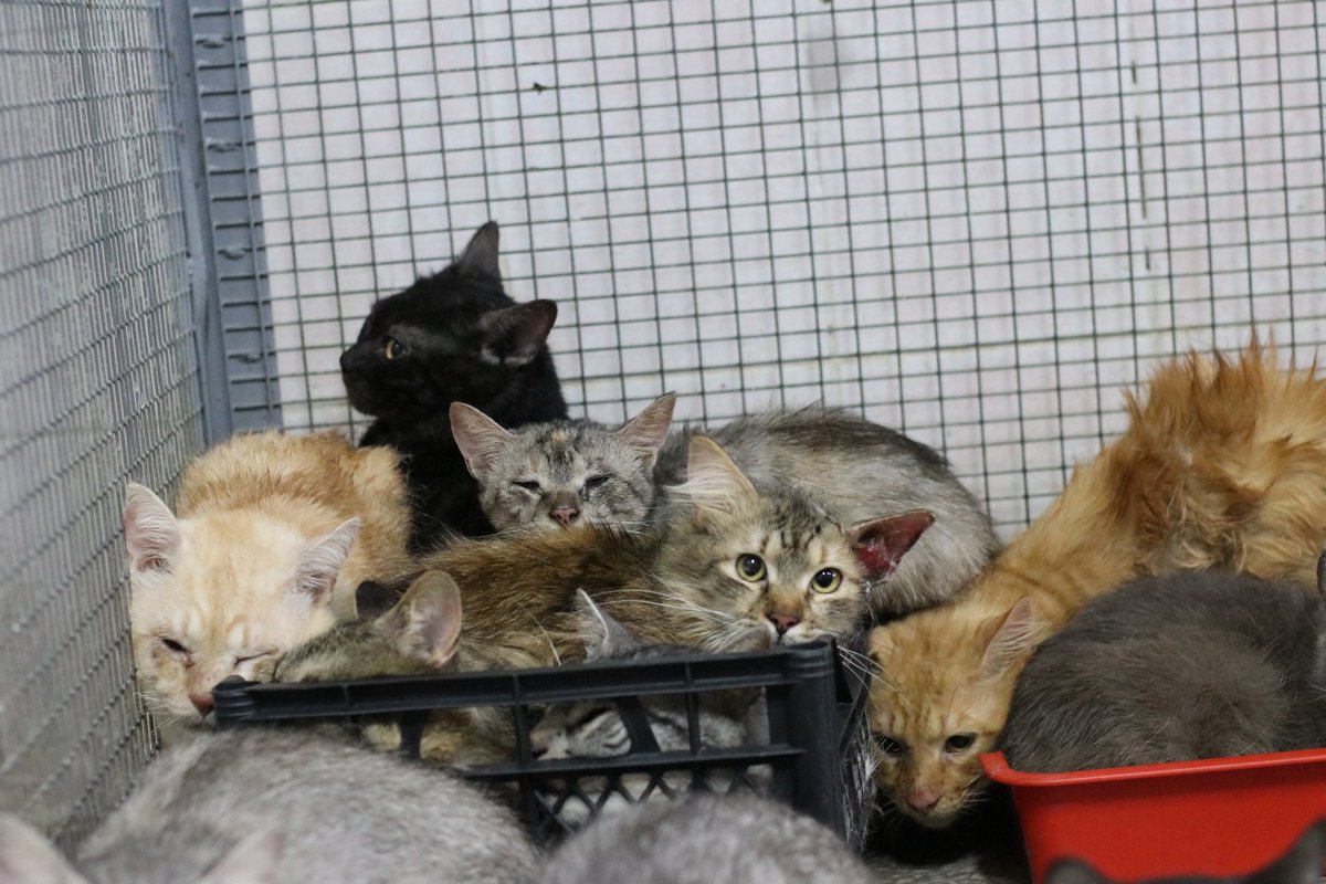 приют для кошек. котята в приюте. приют котик, химки. куда можно сдать кота. куда можно сдать кота.