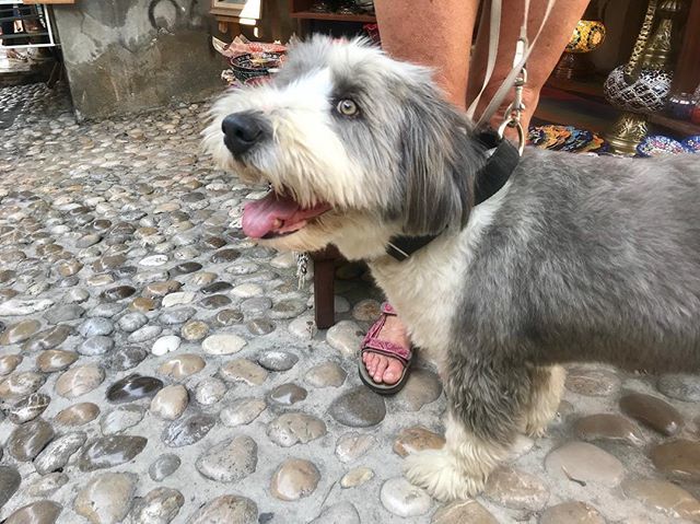 thedogeffect's tweet photo. I’m always stopping to talk to dogs while on holiday. Found this little cutie pie in Mostar Bosnia. .
.
#beardedcollie #collie #bearded #dogs #dogonholiday #holidaydog  #bosnia #mostar #oldtown https://t.co/TMcNcMWX6U https://t.co/LrYFio2ET0