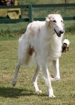 世界のワンちゃん図鑑 Twitter પર シルケン ウインドハウンド 1999年に生まれたばかりの犬種 美しく長い手足を持ち どこか高貴な雰囲気を持っています 日本ではあまり見かけない 珍しい犬種です