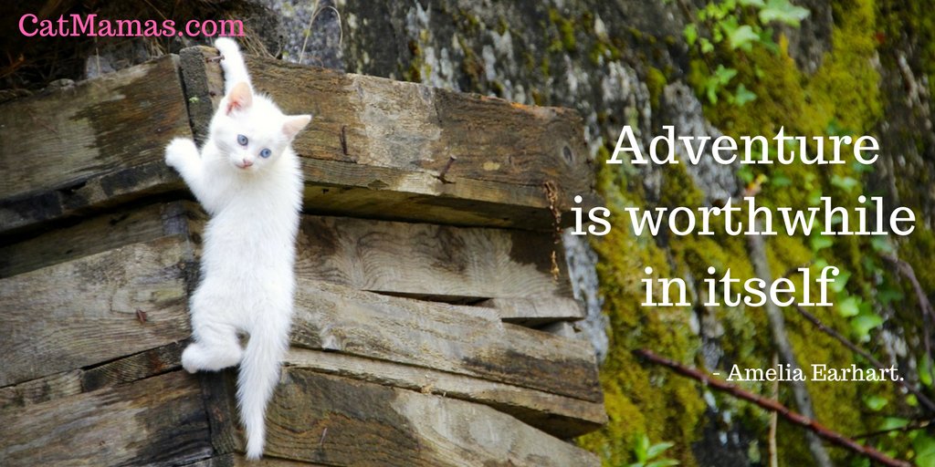 CatMamasDotCom's tweet image. Every #cat already knows this! But sometimes we humans forget! #inspiration