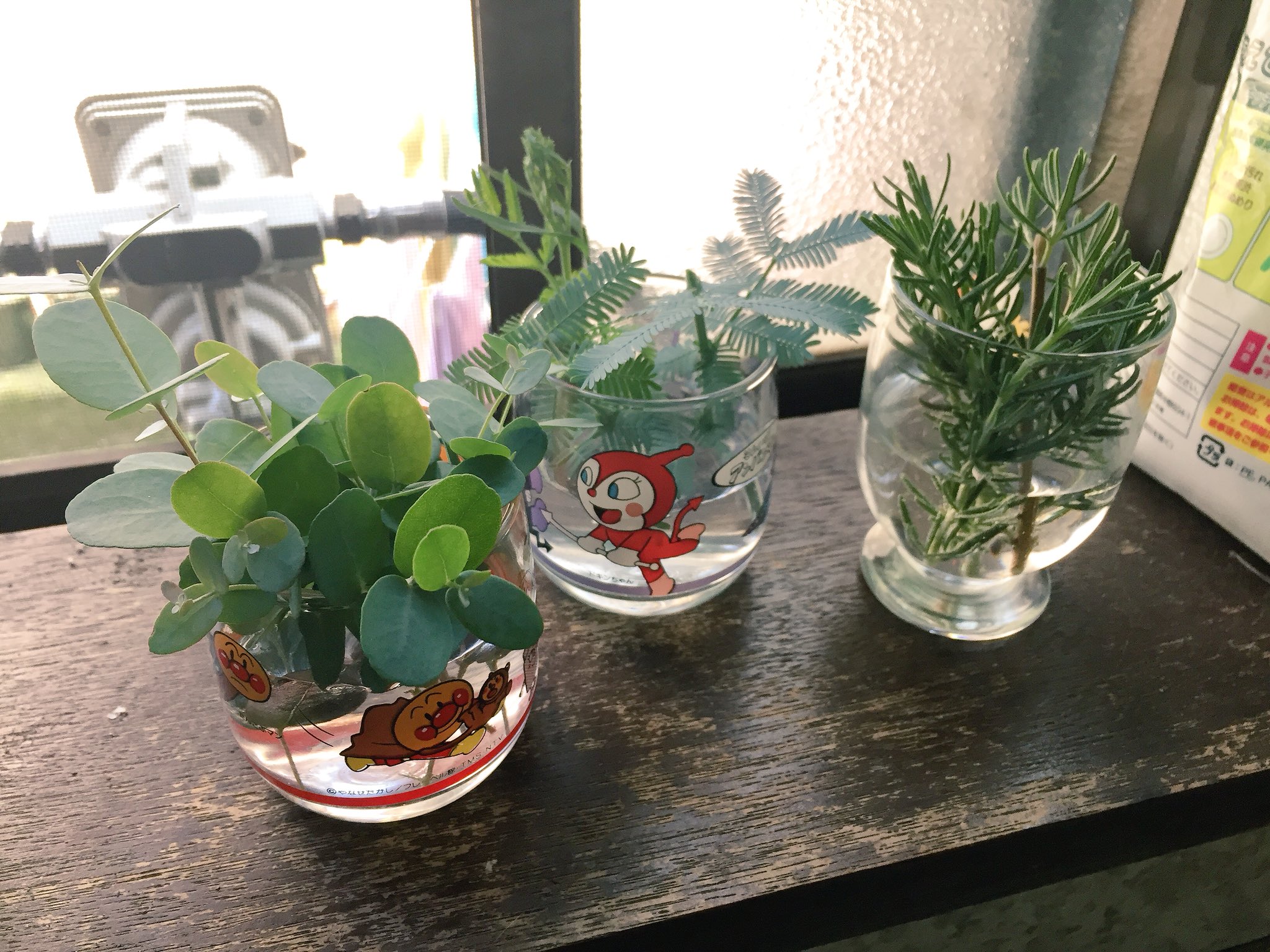 なお ようやくブルーベリーと紫陽花の挿し木をやったー 先日購入したユーカリとミモザとローズマリーも植え替え完了 ついでに脇芽を伸ばすため 梅雨前に風通しを良くしておくためにバッサリ剪定もしました 枝はまた挿し木チャレンジ用にキープ 根と
