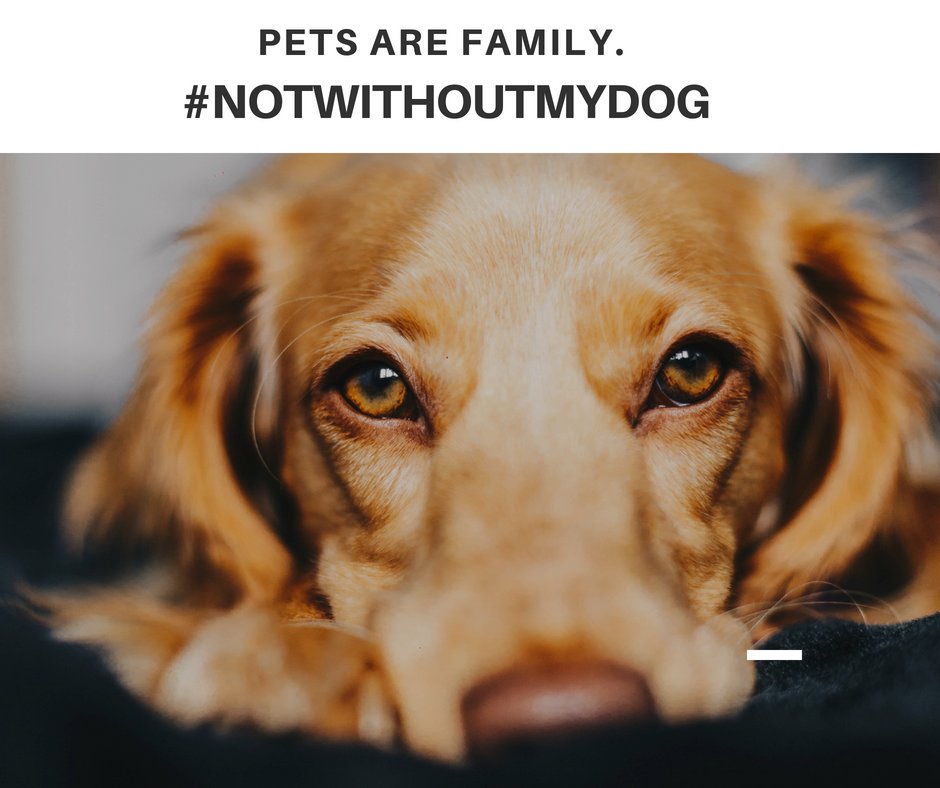 barksnlicks's tweet photo. Limit on number of dogs in a house is unacceptable.
@BBMPCOMM @BBMP_MAYOR Please withdraw this thoughtless law.
#NOTWITHOUTMYDOG #PETSAREFAMILY https://t.co/5WHiWGqeVP