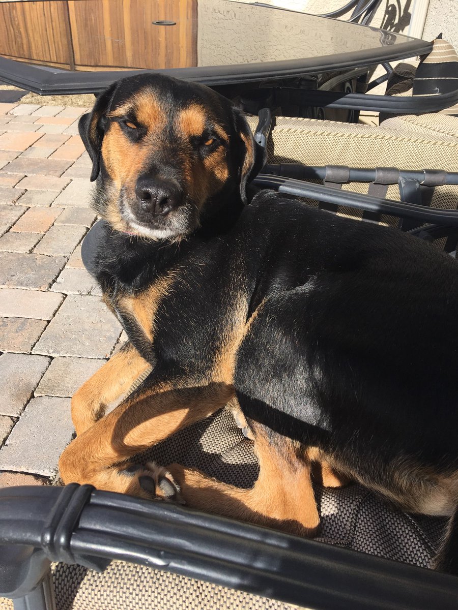 RickWarner13's tweet photo. Any one have a more #spoiled #dog than my #Bo aka #bojackson34 yes, named after my #1athlete and #gentleman #bojackson #RescueDogs #mansbestfriend #lazydog https://t.co/5VZA3Ml7ag