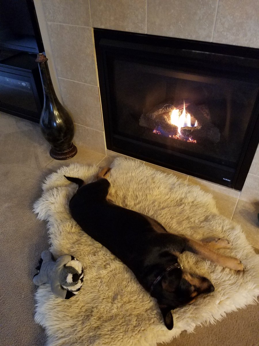 RickWarner13's tweet photo. Any one have a more #spoiled #dog than my #Bo aka #bojackson34 yes, named after my #1athlete and #gentleman #bojackson #RescueDogs #mansbestfriend #lazydog https://t.co/5VZA3Ml7ag