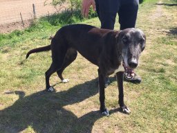 NWDogRescue's tweet photo. 🐾MIA🐾 here.  I've just arrived in kennels and I don't know why after 9 years.  Its confusing. 

Please RT to help me find my furever home.
You'll find an enquiry-form here
https://t.co/ImLUbaEy7p
#FFH https://t.co/gNXNm65cha